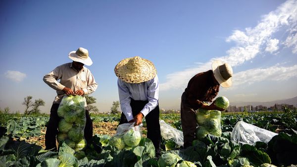 خطر بیخ گوش تهرانی ها/ حراج آب در کلم‌کاری‌های کهریزک/ دو ماه آب تهران روی زمین ریخته می‌شود!