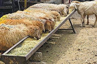 می‌توانستیم قیمت گوسفند را کنترل کنیم!