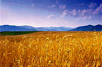 80100 تن گندم در خرم‌آباد خریداری شد