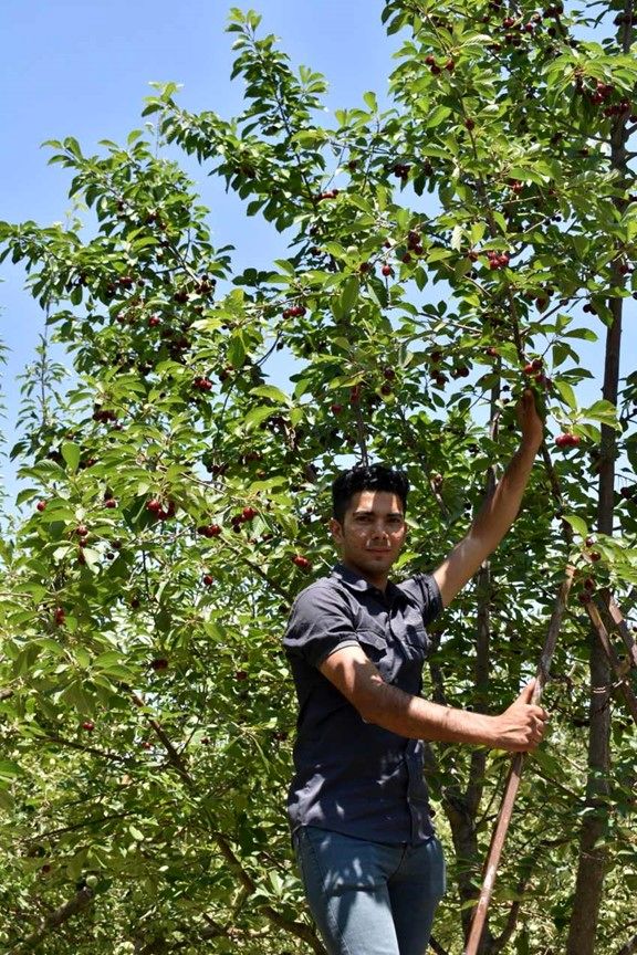 عرضه پنج میلیون اصله نهال یارانه ای به باغداران و کشاورزانی که زمین خالی دارند