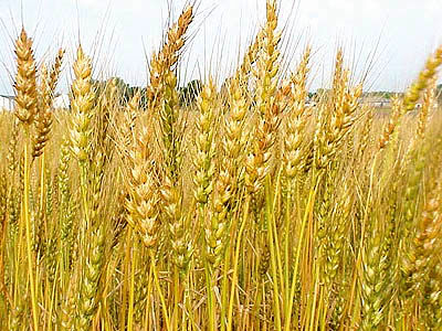 رکورد تولید گندم در خوزستان شکسته می‌شود