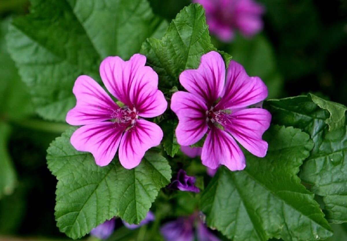 خواص عجیب این گیاه برای بدن
