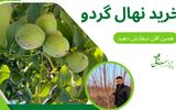 خرید نهال گردو ژنوتیپ تنها با 50 هزار تومن