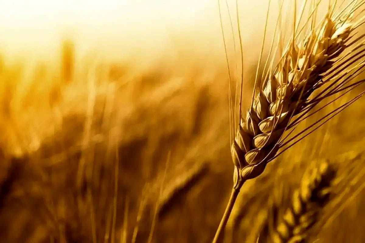 واریز 28.5همت بابت خرید تضمینی گندم