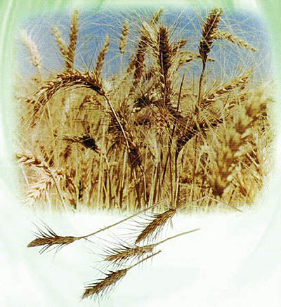 450هزار تن گندم در استان مرکزی تولید شد