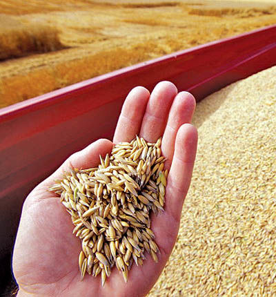 5 میلیون تن گندم وارد کشور شد