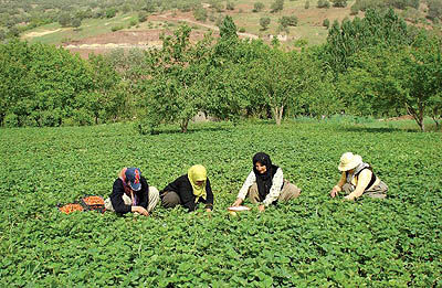 کشاورزی؛ شاهرگ حیاتی اقتصاد استان کردستان