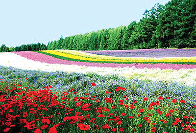 رونمایی از 8 فرش گل در اهواز