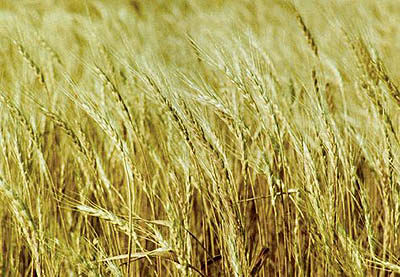 بانک کشاورزی برای خرید گندم کشاورزان ارجحیت دارد