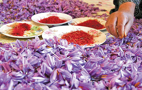 تولید 95 درصد زعفران دنیا در ایران