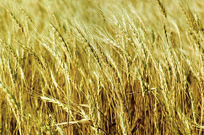 ایران، هفتمین مصرف‌کننده گندم در جهان