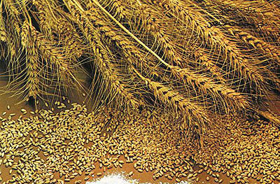 خرید گندم مازاد بر نیاز کشاورزان استان یزد پایان یافت