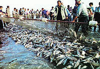 کویت ماهی ایران و پاکستان را نمی‌خواهد