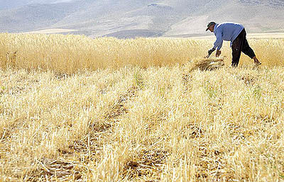 کاهش میزان خرید گندم تضمینی از کشاورزان همدان