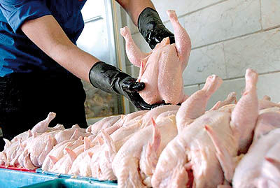 تعادل کامل بازار مرغ با استمرار عرضه در بورس کالا  محقق خواهد شد