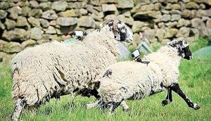 افزایش سرعت اینترنت  با استفاده از گوسفندها