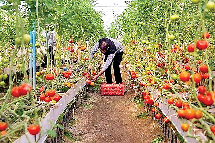 توسعه گلخانه‌ها در لرستان