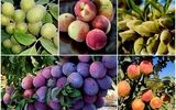 بزرگترین تولید کننده نهال گردو و میوه در ایران را بشناسید