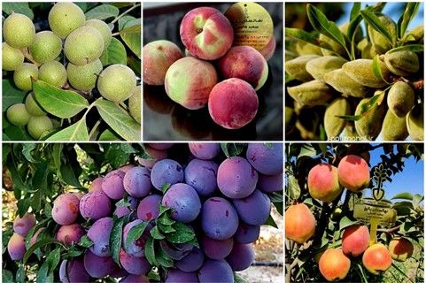 بزرگترین تولید کننده نهال گردو و میوه در ایران را بشناسید