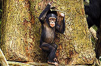 لغت‌نامه‌ای برای شامپانزه‌ها