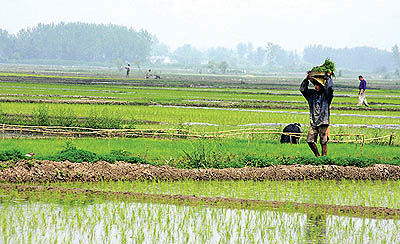 چوب حراج واردکنندگان برنج بر شالیزارها