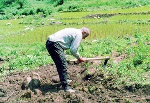 بورس کالای کشاورزی با جابه‌جا‌یی رونق نمی‌گیرد