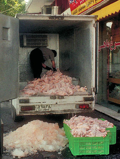طرح صادراتی برای تنظیم بازار مرغ