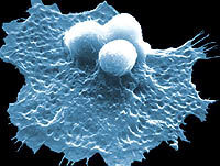 داروهای مشکوک اما پرطرفدار