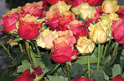 گل‌های صادراتی در دستان دوره‌گرد‌ها!