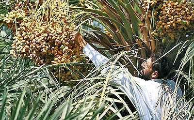 ضرورت حمایت از خوشه صنعتی خرمای خوزستان