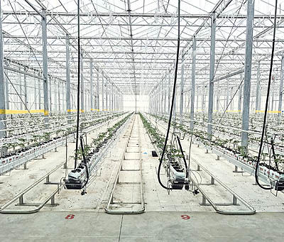 افتتاح بزرگ‌ترین گلخانه محصولات صیفی
