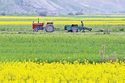 رفع تداخلات، شرط اساسی صدور سند اراضی کشاورزی است