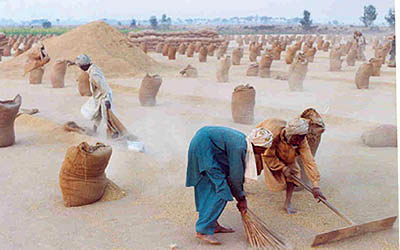 نگرانی پاکستان از ممنوعیت واردات برنج باسماتی
