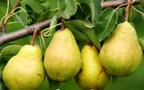 این میوه خوشمزه سنگ کلیه را سه سوته پودر می کند
