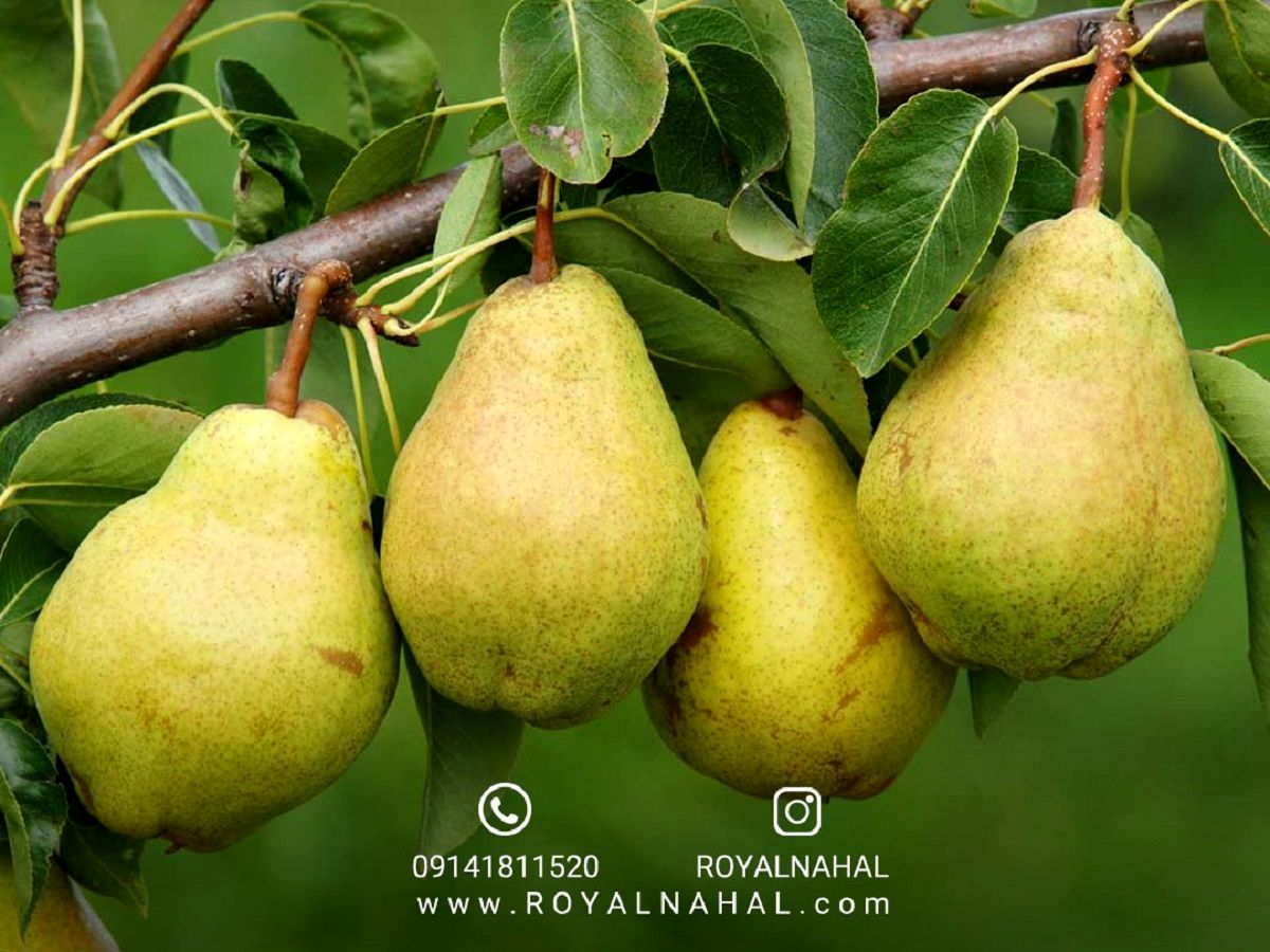 خرید نهال گلابی، شاه میوه ها در ایران با قیمت باورنکردنی