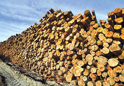 صنعت چوب هم خواستار افزایش قیمت‌ها شد