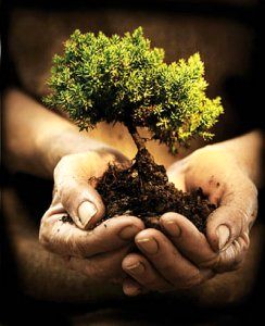 درختکاری؛ راهکار خروج از بحران تغییر اقلیم