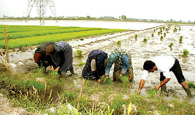 45درصد برنج کشور در مازندران کشت می‌شود