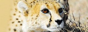 حامی رسمی پروژه حفاظت از یوزپلنگ ایرانی