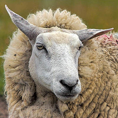 صادرات بز و گوسفند به عربستان