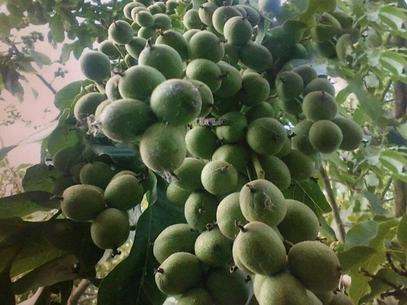 گردو ژنوتیپ پالیز با ۲۵ تن باردهی رکوردار پربارترین نهال گردو در دنیا