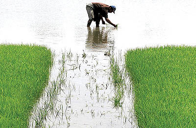 واردات برنج آلوده ادامه دارد