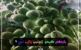 فروش ویژه نهالستان پالیز: نهال گردو ژنوتیپ و فرنور 09141832393