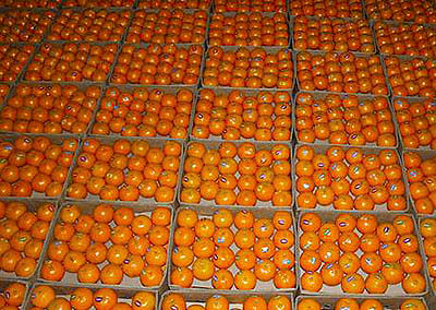 زیان جبران ناپذیر صادرکنندگان نارنگی