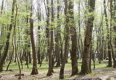 166 خانوار جنگل‌نشین از عرصه‌های منابع طبیعی گیلان خارج می‌شوند