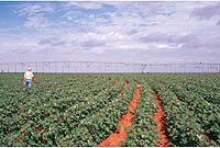 صادرات محصولات کشاورزی امسال به 2/2میلیارد دلار می‌رسد