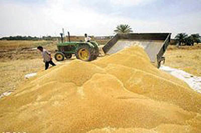 ترانزیت دو میلیون تن گندم در سال 90