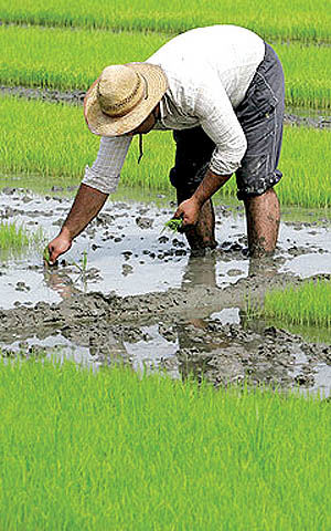 پایان برداشت برنج از شالیزارهای شهرستان میانه