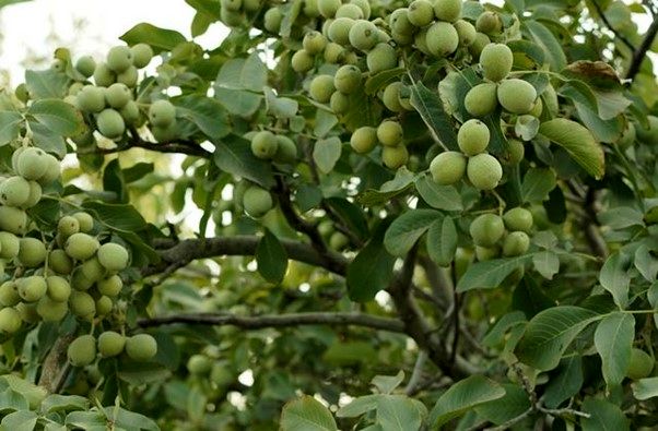 آغاز برداشت محصول گردو ژنوتیپ رویال و برداشت سود 15 میلیاردی برای باغداران گردو