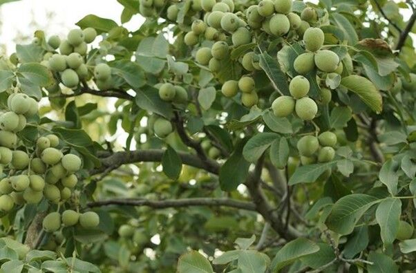 آغاز برداشت محصول گردو ژنوتیپ رویال و برداشت سود ۱۵ میلیاردی برای باغداران گردو